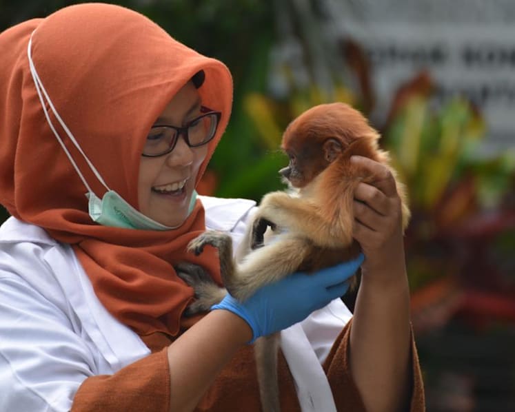 Meet the Indonesian woman who dedicates her life to saving South Kalimantan’s proboscis monkeys