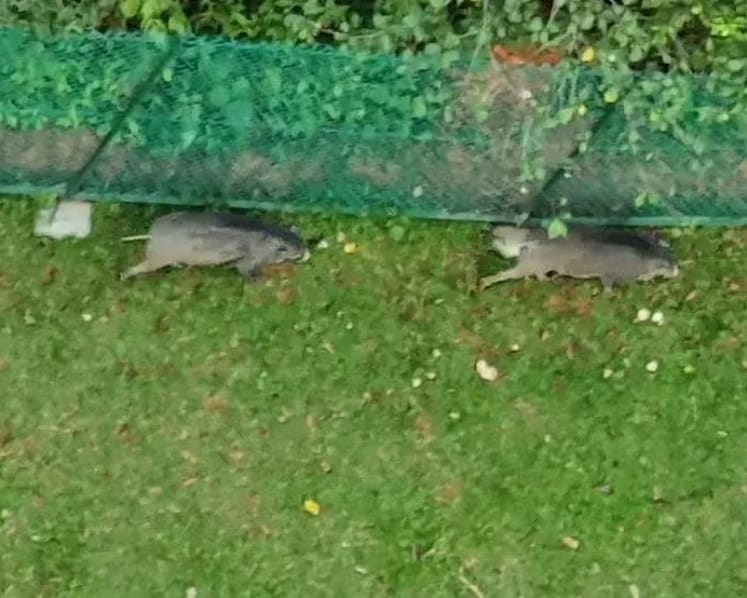 NParks advises Upper Thomson condominium to fix gaps in fences after wild boars enter compound