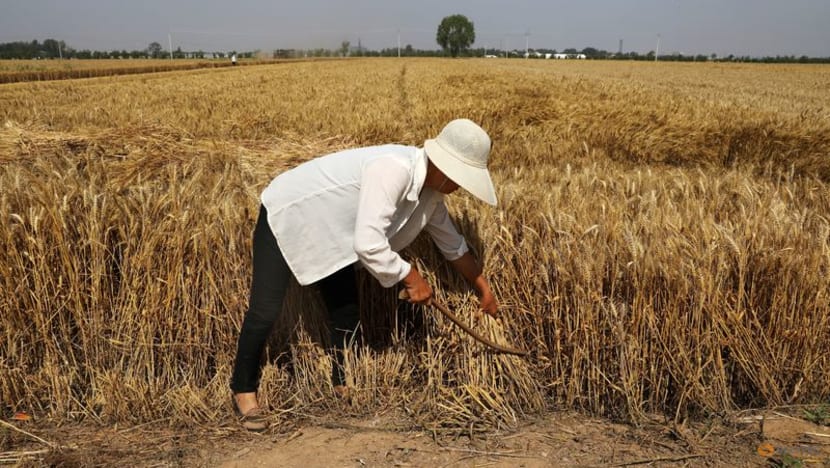 China agriculture ministry forecasts bumper grain harvest in 2024