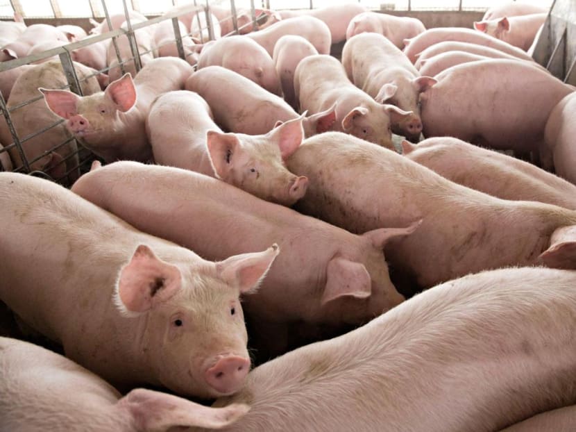 Gene editing: Chinese scientists bring safer pig-to-human organ transplants one step closer to reality