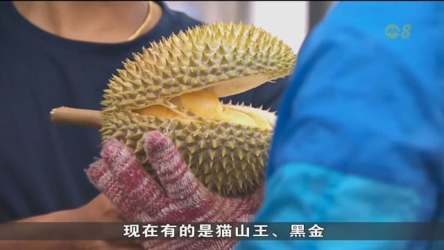 受气候变化影响 非榴梿旺季也能尝到猫山王