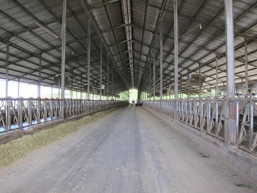 Dairy farms to expand in Asia as milk consumption increases