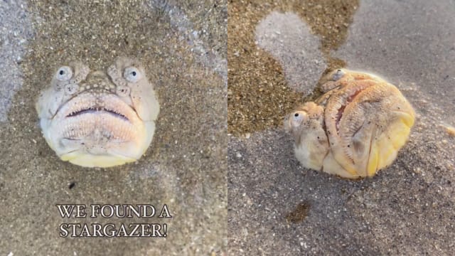 本地海岸出现罕见“鬼脸鱼” 瞪眼诡异模样吓坏网民