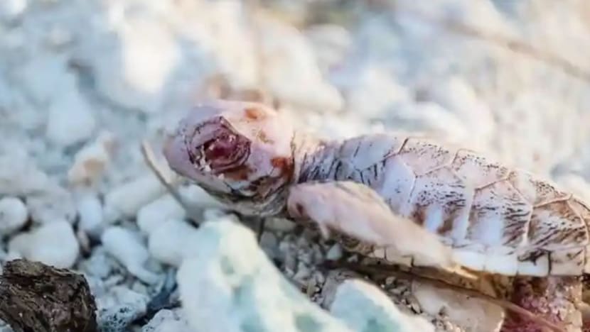 Gambar Pilihan Hari Ini