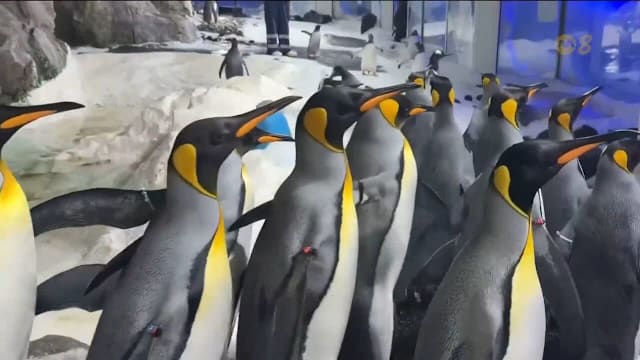 研究：企鹅等海鸟易被白色吸引 增加误食塑料风险