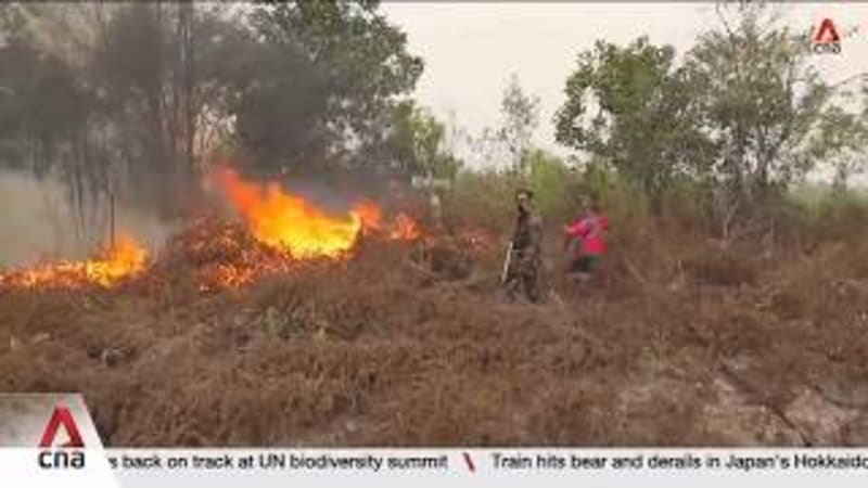 CNA Explains: What happens to carbon credits when the forests protecting them burn? 