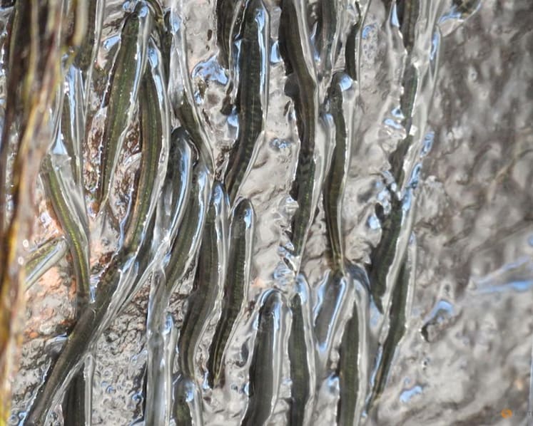 Thousands of small fish defy gravity to climb Congo waterfall