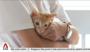 New pilot allows approved fosterers to keep up to 6 cats in HDB flats, 10 in private homes