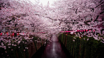 Japan’s Cherry Blossom Forecast For 2023 Is Out — When & Where To Go See Sakura In Tokyo, Hokkaido & More