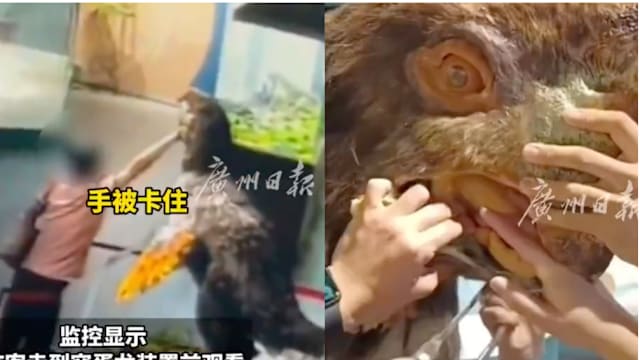 游客手伸恐龙嘴被卡 博物馆切掉恐龙下巴救人