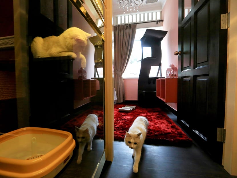 Gallery: It’s a ‘purrfect’ life for Singapore’s pampered pussies