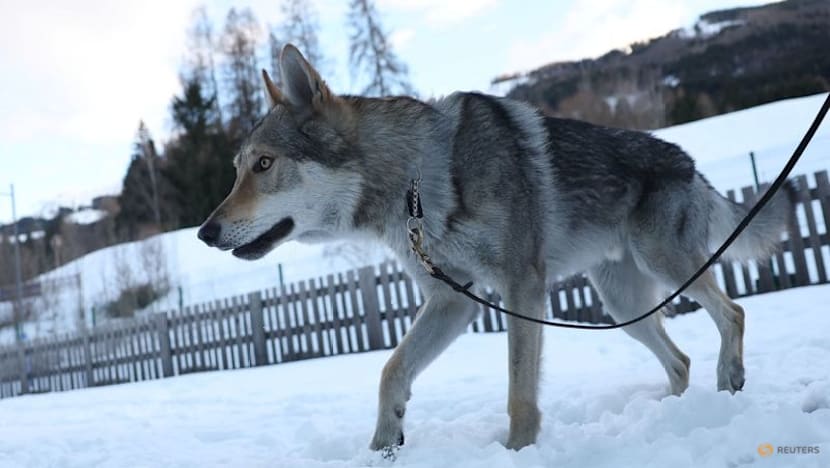 Owners recount panic after Nazgul gatecrashes race on doggy day out