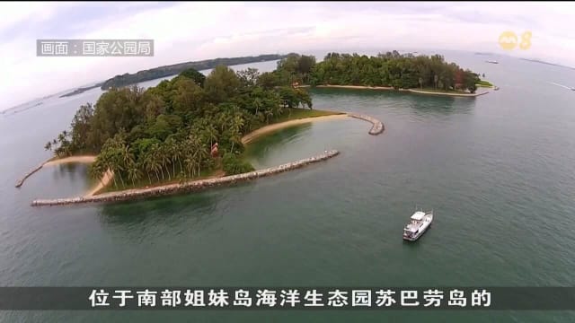 国家公园局将展开珊瑚保育计划 种植多达10万株珊瑚