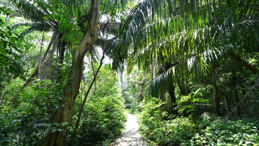 NParks volunteer fined for organising illegal night photography session in Windsor Nature Park