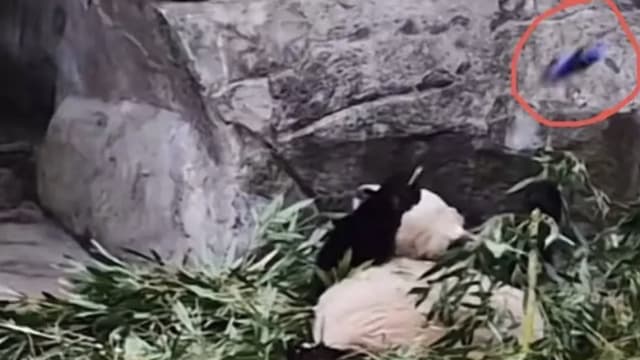向动物园熊猫扔可乐瓶  重庆男游客遭警惩处