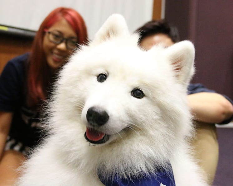 NUS students find a pawsome way to destress