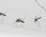 Wolbachia mosquitoes to be released at 5 new areas, including Ang Mo Kio and Toa Payoh