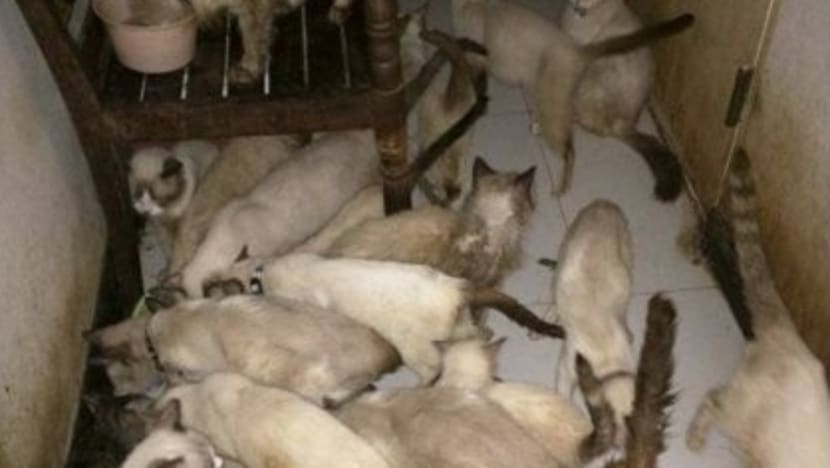 Managing animal hoarding not a straightforward affair, say animal welfare groups