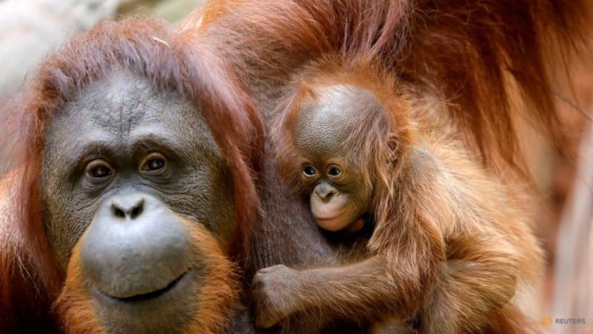 Humans and great apes show similar rhythmic pattern in laughter