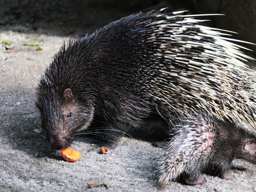 Asia’s first giant river otter baby born at River Safari