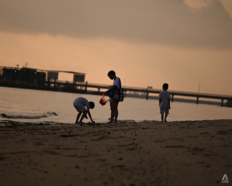Beachgoers reminded to not collect, touch wildlife at intertidal zones: NParks