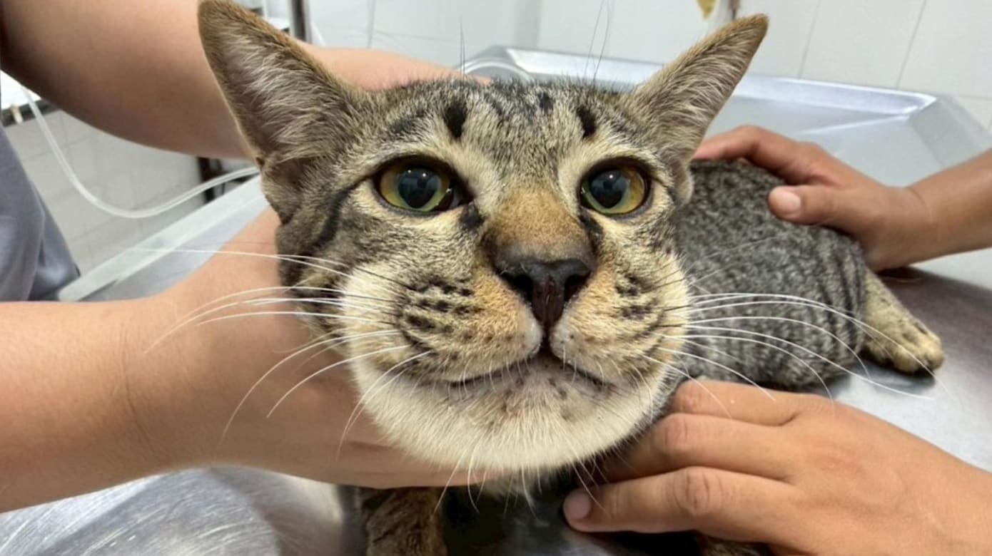 误喂人类止痛药 宠物猫脸部肿胀险丧命