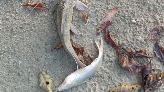 采砂活动导致柔佛河受污染 渔民申诉1分钱都赚不到