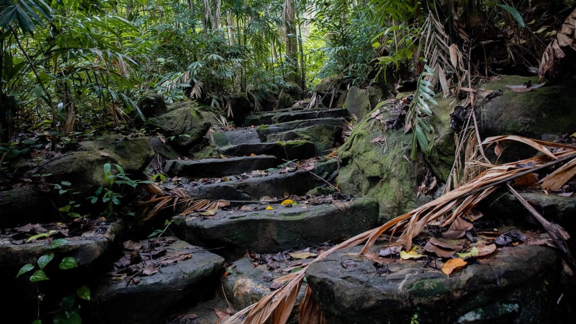 New Bukit Batok nature parks to raise ecological connectivity between Bukit Timah Nature Reserve and Tengah