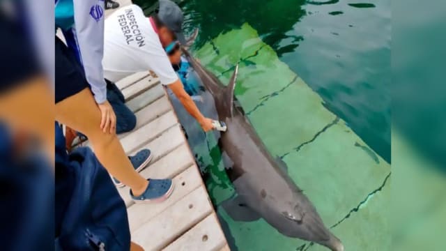 墨西哥酒店特技表演酿祸 海豚跃出水面头撞地惨死