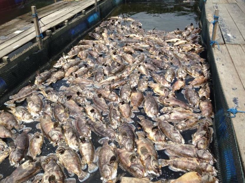 Farmers losing S$15,000 to S$300,000 as mass fish deaths look set to continue