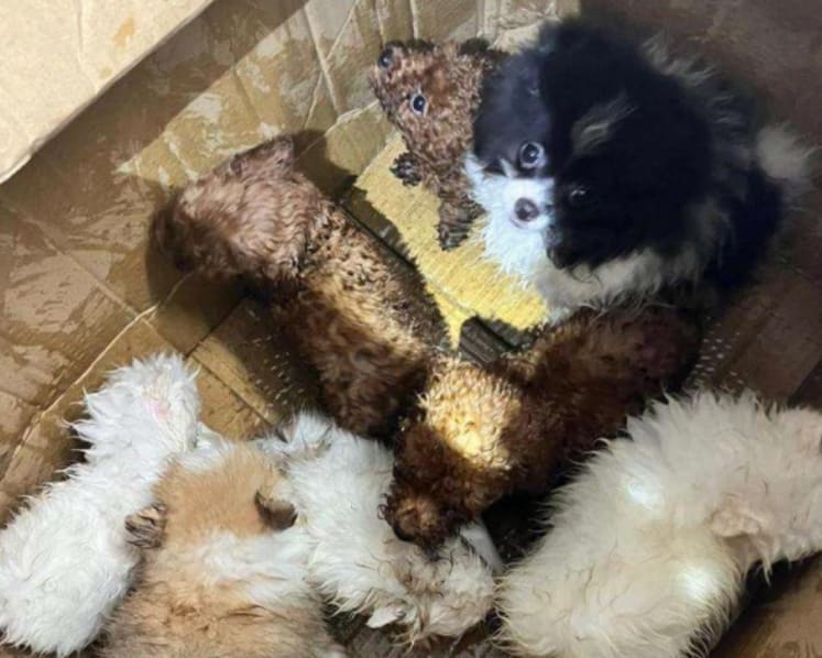 Jail for man, 20, who smuggled 8 puppies from JB into Singapore; 6 died in modified car fuel tank