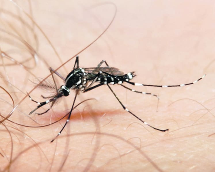 Researchers engineer antibody to tackle dengue