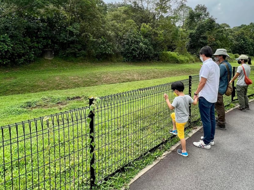 The wild boars are believed to have entered Zhenghua Nature Park via a perimeter gate.
