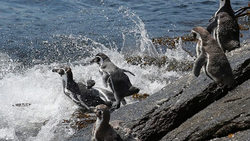 Chile's endangered Humboldt penguins risk further decline, scientists say