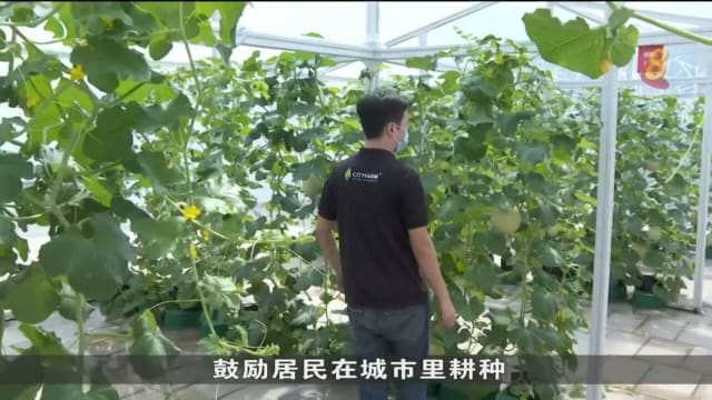 马国城市农场兴起 有助提高国内食品产量