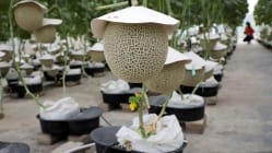 Related article image