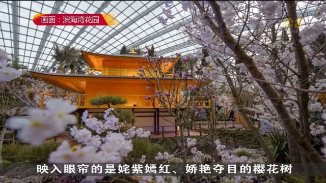 滨海湾花园樱花展正式开幕