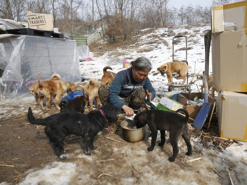 Korean woman raises 200 dogs saved from streets, restaurants