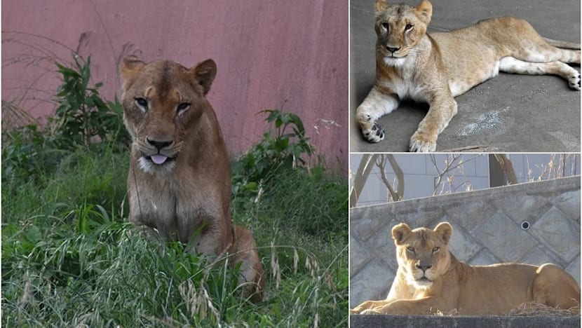 3 singa di zoo Tokyo mati, dipercayai akibat cuaca panas ekstrem
