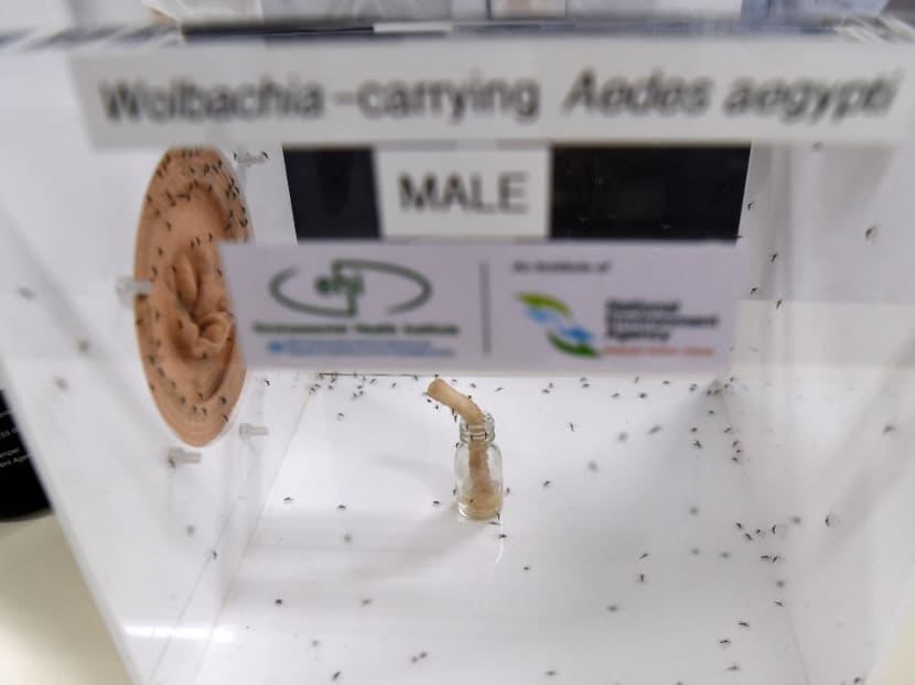 This 2017 photograph shows male Wolbachia-carrying mosquitoes feeding on sugar in its enclosure at the National Environmental Agency's mosquitoes production facility in Singapore. This 2017 photograph shows male Wolbachia-carrying mosquitoes feeding on sugar in its enclosure at the National Environmental Agency's mosquitoes production facility in Singapore.