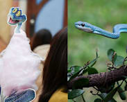 Box office bite: Zootopia 2’s runaway success in China sends fans shopping for venomous snakes