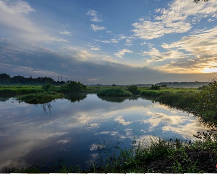 Rich biodiversity on offer as Kranji Marshes open