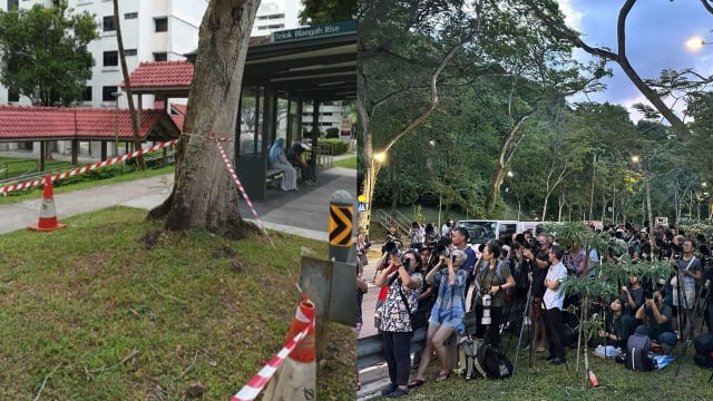 猫头鹰组屋区树洞筑巢引人围观 当局已封锁附近区域