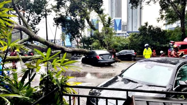 新山暴雨引发突发性淹水 大树倒下砸店毁车