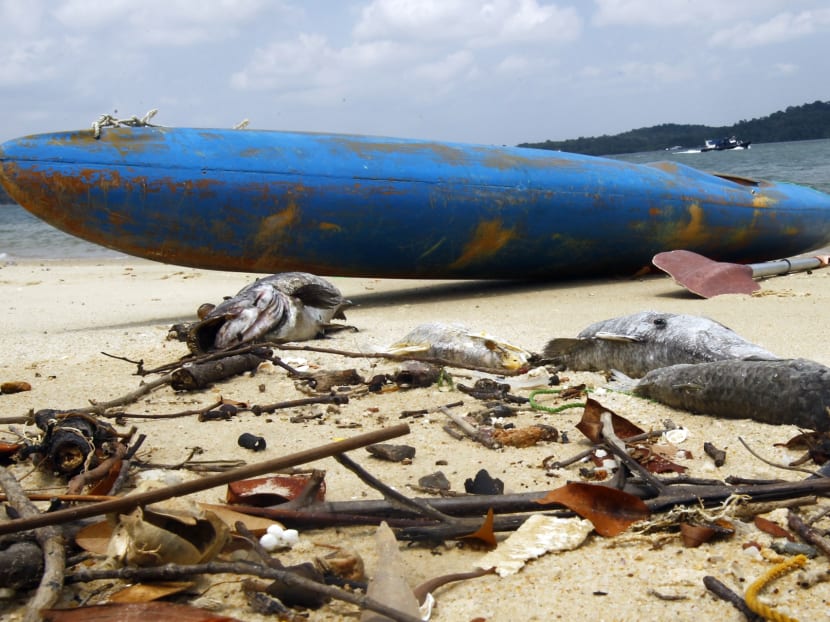 Farmers losing S$15,000 to S$300,000 as mass fish deaths look set to continue