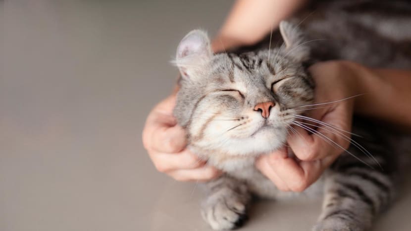 Boleh pelihara hingga 2 kucing di flat HDB; wajib dapatkan lesen & pasang mikrocip Boleh pelihara hingga 2 kucing di flat HDB; wajib dapatkan lesen & pasang mikrocip