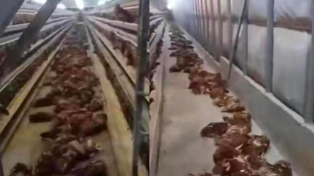 中国养鸡场断电  4000多只鸡活活热死