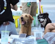 AVS launches first animal shelter guidelines, including max capacity and exit plans