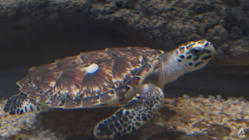 Related article image