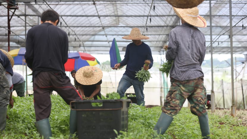 New S$30m grant to help local farmers ramp up food production in next 6 to 24 months